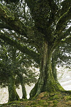 Island Oak (Quercus tomentella) trees covered with moss, Santa Rosa Island, Channel Islands National Park, California
