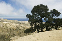 Island Oak (Quercus tomentella) tree, Santa Rosa Island, Channel Islands National Park, California