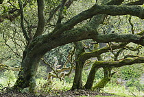 Island Oak (Quercus tomentella) forest, Santa Rosa island, Channel Islands National Park, California