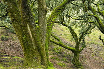 Island Oak (Quercus tomentella) trunks covered with moss, Santa Rosa island, Channel Islands National Park, California