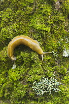 Banana Slug (Ariolimax columbianus) on trunk of Island Oak (Quercus tomentella), Channel Islands National Park, California