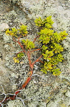 Bearberry (Arctostaphylos sp) branch and lichen, Santa Rosa Island, Channel Islands National Park, California