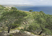 Torrey Pine (Pinus torreyana) trees, Santa Rosa Island, Channel Islands National Park, California