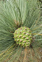 Torrey Pine (Pinus torreyana) cone, Santa Rosa Island, Channel Islands National Park, California
