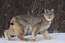 Canada Lynx (Lynx canadensis) on snow, Alaska