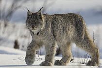 Canada Lynx (Lynx canadensis) walking on snow, Alaska