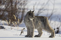 Canada Lynx (Lynx canadensis) on snow, Alaska