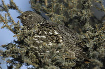 Spruce Grouse (Falcipennis canadensis) female camouflaged in tree, Alaska