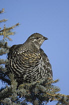 Spruce Grouse (Falcipennis canadensis) female in tree, Alaska