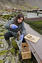 Brown Rat (Rattus norvegicus) trapped by Ruth Fraser at whaling station for South Georgia Heritage Trust Rat Eradication Project, Grytviken, South Georgia Island