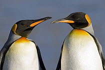 King Penguin (Aptenodytes patagonicus) pair courting, King Edward Point, South Georgia Island