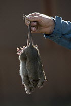 Brown Rat (Rattus norvegicus) trio found dead after baiting, South Georgia Heritage Trust Rat Eradication Project, Grytviken, South Georgia Island