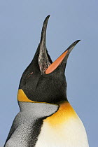 King Penguin (Aptenodytes patagonicus) calling, King Edward Point, South Georgia Island