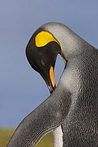 King Penguin (Aptenodytes patagonicus) preening, King Edward Point, South Georgia Island