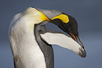 King Penguin (Aptenodytes patagonicus) preening, King Edward Point, South Georgia Island