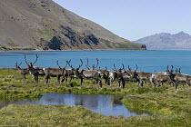 Caribou (Rangifer tarandus) herd, Jason Harbor, South Georgia Island