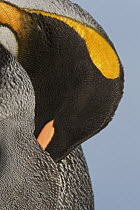 King Penguin (Aptenodytes patagonicus) sleeping, King Edward Point, South Georgia Island