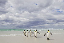 King Penguin (Aptenodytes patagonicus) group returning from sea, Volunteer Point, Falkland Islands