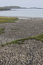 King Penguin (Aptenodytes patagonicus) rookery, Salisbury Plain, South Georgia Island
