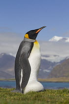 King Penguin (Aptenodytes patagonicus) incubating egg balanced on its feet, King Edward Point, South Georgia Island