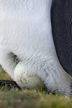 King Penguin (Aptenodytes patagonicus) incubating egg balanced on its feet, King Edward Point, South Georgia Island