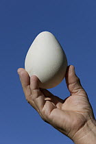King Penguin (Aptenodytes patagonicus) egg, South Georgia Island