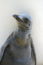 King Penguin (Aptenodytes patagonicus) young chick, Jason Harbor, South Georgia Island