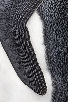 King Penguin (Aptenodytes patagonicus) wing, King Edward Point, South Georgia Island