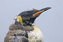 King Penguin (Aptenodytes patagonicus) molting, King Edward Point, South Georgia Island