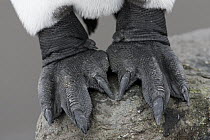 King Penguin (Aptenodytes patagonicus) feet, Salisbury Plain, South Georgia Island