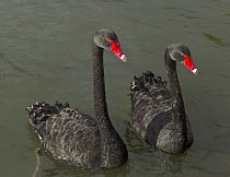 Black Swan (Cygnus atratus) pair, Lake Rotorua, New Zealand