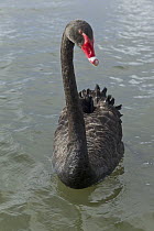 Black Swan (Cygnus atratus), Lake Rotorua, New Zealand
