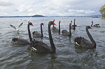 Black Swan (Cygnus atratus) flock, Lake Rotorua, New Zealand