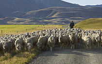 Domestic Sheep (Ovis aries) herded by shepherd along gravel road in Southern Alps, South Island, New Zealand