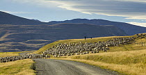 Domestic Sheep (Ovis aries) herded by shepherd along gravel road in Southern Alps, South Island, New Zealand