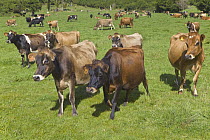 Domestic Cattle (Bos taurus) in green pasture in fall, Westland, South Island, New Zealand