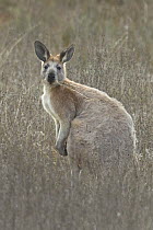 Red Kangaroo (Macropus rufus) sub-adult feeding on tall grass, Flinders Ranges National Park, Australia