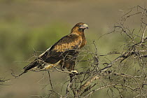 Wedge-tailed Eagle (Aquila audax), Flinders Ranges National Park, Australia