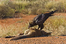 Wedge-tailed Eagle (Aquila audax) feeding on road killed Red Kangaroo (Macropus rufus) carcass, Northern Territory, Australia