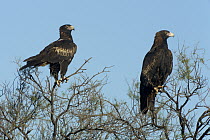 Wedge-tailed Eagle (Aquila audax) pair, Northern Territory, Australia