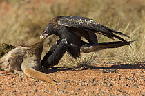 Wedge-tailed Eagle (Aquila audax) feeding on road killed Red Kangaroo (Macropus rufus) carcass in arid outback, Northern Territory, Australia