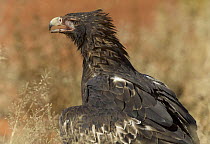 Wedge-tailed Eagle (Aquila audax) panting, Northern Territory, Australia