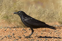 Torresian Crow (Corvus orru) with piece of road-killed kangaroo flesh in beak, Northern Territory, Australia