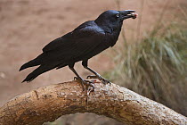 Torresian Crow (Corvus orru) eating mouse, Uluru-kata Tjuta National Park, Northern Territory, Australia