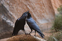 Torresian Crow (Corvus orru) pair billing, Uluru-kata Tjuta National Park, Northern Territory, Australia