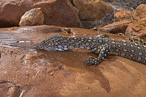 Giant Monitor Lizard (Varanus giganteus) drinking from puddle, Watarrka National Park, Northern Territory, Australia