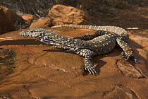 Giant Monitor Lizard (Varanus giganteus), Watarrka National Park, Northern Territory, Australia