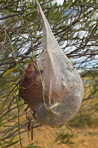 Pine Processionary Moth (Thaumetopoea pityocampa) caterpillars in communal tent hanging on bush, Northern Territory, Australia