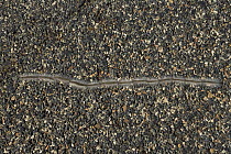 Pine Processionary Moth (Thaumetopoea pityocampa) caterpillars on road looking for place to pupate, Northern Territory, Australia