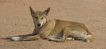 Dingo (Canis lupus dingo) resting, Devils Marbles Conservation Reserve, Northern Territory, Australia